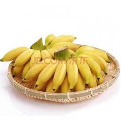 小米蕉 8斤装 现摘 香蕉 不催熟 新鲜水果 小鸡蕉 皇帝蕉 非粉蕉芭蕉泰蕉海南 圣瑜
